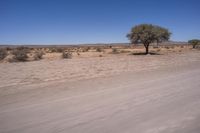 Sunset in Africa: South Africa's Mesmerizing Horizon with Trees