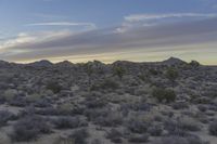 a desert landscape with some very tall trees and some bushes in the distance at sunset