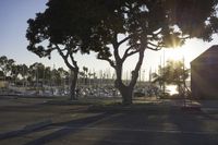 the sun is setting behind a tree on the street next to the water and many boats are docked along