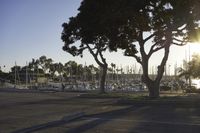 the sun is setting behind a tree on the street next to the water and many boats are docked along