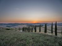 a sunset view shows the rolling hills in italy at dusk with cypress trees and grass