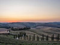 a sunset view shows the rolling hills in italy at dusk with cypress trees and grass