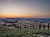 a sunset view shows the rolling hills in italy at dusk with cypress trees and grass