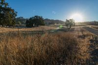 the sun is shining above a field of wild grass and weeds with dirt roads leading to it