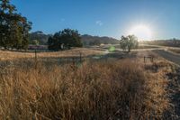 the sun is shining above a field of wild grass and weeds with dirt roads leading to it