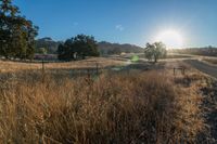 the sun is shining above a field of wild grass and weeds with dirt roads leading to it