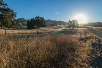 the sun is shining above a field of wild grass and weeds with dirt roads leading to it