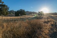 the sun is shining above a field of wild grass and weeds with dirt roads leading to it