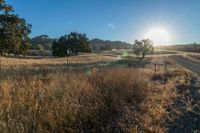 the sun is shining above a field of wild grass and weeds with dirt roads leading to it