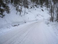 Switzerland Alps Tree Woody Plant Snow