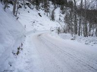 Switzerland Alps Tree Woody Plant Snow