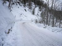 Switzerland Alps Tree Woody Plant Snow