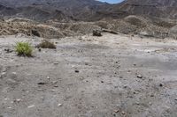 the desert has some mountains in the background with many small shrubs and rocks on the dirt