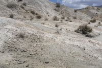 a dog is in the desert looking up from the ground with brush on it's sides