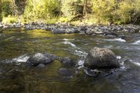 several rocks sitting in a river on the edge of a tree line and bushes near them