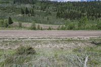 an empty field with a dirt road on the ground between trees and green grass in front