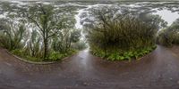 a fish eye view of an empty country road through trees and greenery in the rain