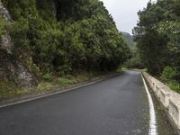 a empty mountain road and a bridge with trees lining the roadway in the background on a foggy day