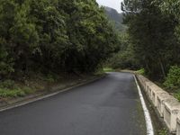 a empty mountain road and a bridge with trees lining the roadway in the background on a foggy day