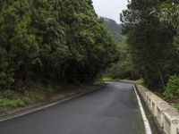 a empty mountain road and a bridge with trees lining the roadway in the background on a foggy day