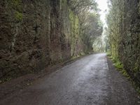 road leading through a huge canyon with moss growing on it, and green vegetation around