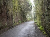 road leading through a huge canyon with moss growing on it, and green vegetation around