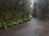 the narrow road is surrounded by very tall trees on either side of the road, leading from a tunnel