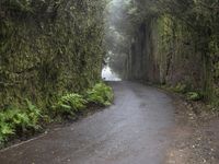 the narrow road is surrounded by very tall trees on either side of the road, leading from a tunnel