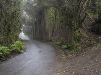 the narrow road is surrounded by very tall trees on either side of the road, leading from a tunnel