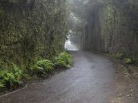 the narrow road is surrounded by very tall trees on either side of the road, leading from a tunnel