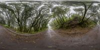 a fish eye view of a road surrounded by trees and dirt with some bushes on both sides of the road