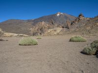 two shrubs on a plain near mountains in the background with clear blue skies in the foreground