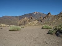 two shrubs on a plain near mountains in the background with clear blue skies in the foreground