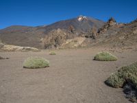 two shrubs on a plain near mountains in the background with clear blue skies in the foreground