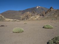 two shrubs on a plain near mountains in the background with clear blue skies in the foreground