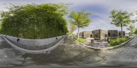 a photograph of a skateboard ramp with some trees in front of it and a house behind them