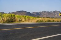 an empty road with yellow arrows in front of a sugar cane field with mountains behind