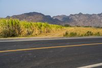 an empty road with yellow arrows in front of a sugar cane field with mountains behind