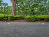 the park has trees on both sides and a fence with no grass on it, along side a road in a wooded area