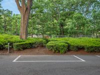 the park has trees on both sides and a fence with no grass on it, along side a road in a wooded area