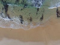 some animals walking on a beach with sand and water along it and people laying on the sand