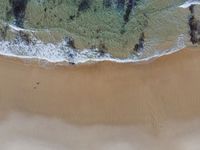 some animals walking on a beach with sand and water along it and people laying on the sand