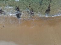 some animals walking on a beach with sand and water along it and people laying on the sand