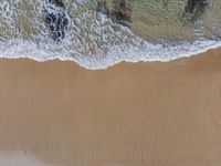 some animals walking on a beach with sand and water along it and people laying on the sand