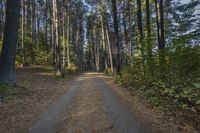 a dirt road with trees on both sides in the woods, and in the middle of the image