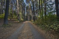 a dirt road with trees on both sides in the woods, and in the middle of the image