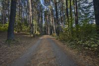 a dirt road with trees on both sides in the woods, and in the middle of the image