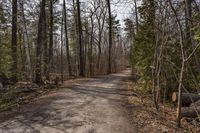 Toronto Road: Clear Sky and Forests