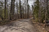 Toronto Road: Clear Sky and Forests