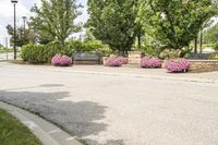 this city street looks like a deserted country side town center with many plants and flowers